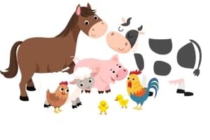 Domestic Animals Photos